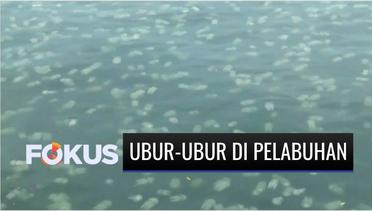 Heboh Ribuan Ubur-ubur Muncul di Pelabuhan Probolinggo, Warga Merasa Terganggu | Fokus