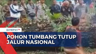 Akibat Angin Kencang, Sebuah Pohon Besar Tumbang Menutup Jalan Nasional Sukabumi-Palabuhanratu
