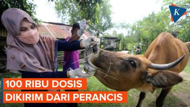 Vaksin Perdana PMK Tiba di Indonesia