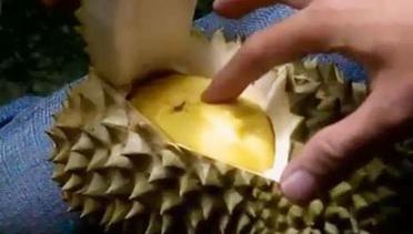 VIDEO: Lezatnya Durian Musang King Khas Negeri Jiran, Mau?