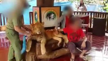 Singa di taman safari diduga dibius untuk melayani foto-foto bersama pengunjung
