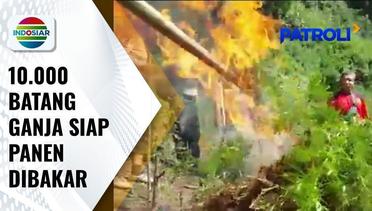 Dua Hektar Ladang Ganja Dimusnahkan, 10 Ribu Batang Ganja Siap Panen Ludes Dibakar | Patroli