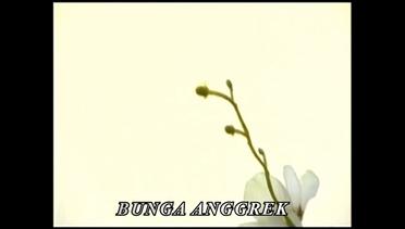 Hendri Rotinsulu - Bunga Anggrek