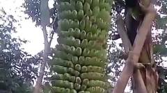 aneh ribuan buah pisang dalam satu pohon