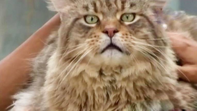 Segmen 3: Peternakan Kucing Unik hingga Pameran Pernik Natal - Liputan6.com | Vidio