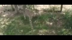 Detik detik Turis Wanita Histeris saat Diterkam Macan di Taman Safari 
