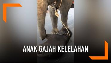 Miris, Anak Gajah Kelelahan Temani Induknya Bawa Wisatawan