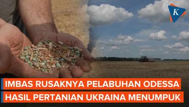 Laut Hitam Ditutup, Petani Ukraina Bingung Jual Hasil Panen 4.800 Ton Gandum