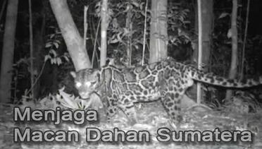 Potret: Menjaga Macan Dahan Sumatera