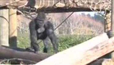 Ingin Berteman dengan Gorila, Malah Dilarang Masuk Kebun Binatang