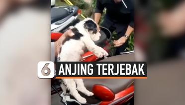 Anak Anjing Terjebak di Jok Motor Sitaan Razia Balap Liar