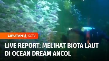 Live Report: Keseruan Berinteraksi dengan Biota Laut di Ocean Dream Ancol | Liputan 6
