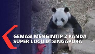 Yuk! Intip 2 Panda Super Lucu di Singapura