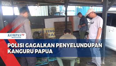 Polisi Gagalkan Penyelundupan Kangguru Papua