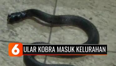 Ngeri! Ular Kobra 1,5 Meter Masuk Kantor Kelurahan di Bogor