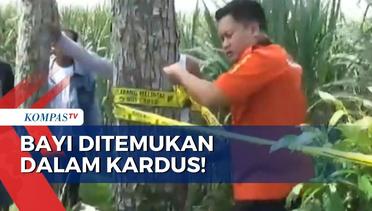 Bayi Ditemukan dalam Kardus di Desa Pojok Jawa Timur! Polisi Selidiki Pelaku