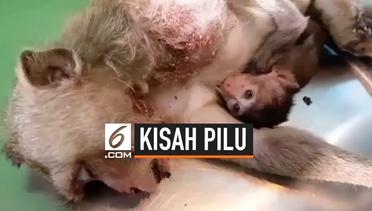 Memilukan, Bayi Monyet Terus Menyusu Pada Induknya yang Mati