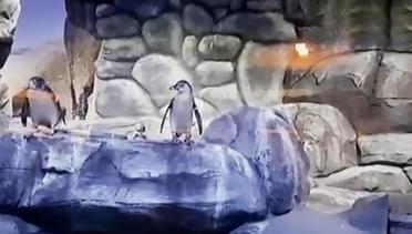 VIDEO: Soal Penguin di Restoran, Pengelola Jamin Sesuai Standar