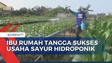 Ibu Rumah Tangga di Malang Sukses Meraup Laba dari Usaha Sayur Hidroponik
