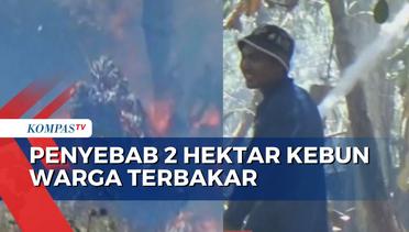 2 Hektar Kebun Warga Bacukiki Terbakar, Api Hampir Menjalar ke Permukiman!