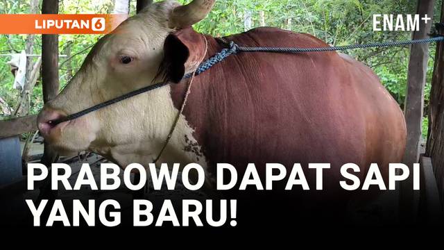 Hulk, Sapi Kurban Terbaru Milik Prabowo di Sulawesi Barat!