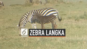 Alami Mutasi Genetik, Zebra Ini Bercorak Bintik-Bintik