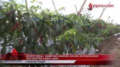 Kampung Bandar Agung Lampung Tengah Dicanangkan Jadi Sentra Cabai Lado