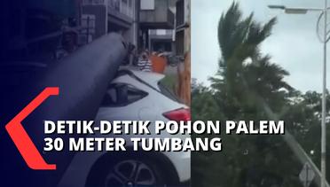 Hati-hati! Pohon Palem 30 Meter Tumbang dan Timpa Mobil di Pondok Indah