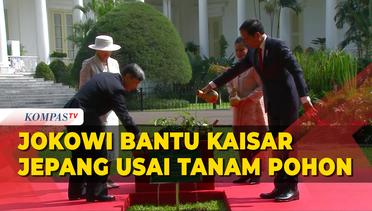 Momen Sigap Presiden Jokowi Bantu Kaisar Jepang Hironomiya Naruhito Usai Tanam Pohon
