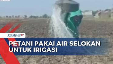 Kekeringan, Petani Bawang Merah di Brebes Pakai Air Selokan untuk Irigasi Lahan Pertaniannya
