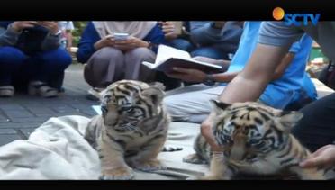 Sepasang Bayi Harimau Benggala Lahir di Kebun Binatang Bandung – Liputan6 Siang