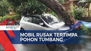 Hujan Deras Sebabkan Pohon Tumbang di Beberapa Titik di Kota Malang