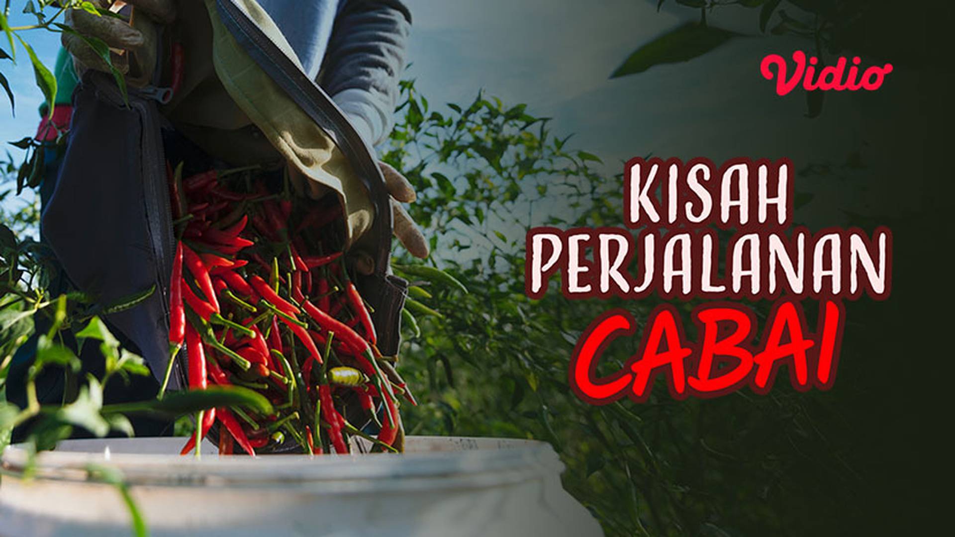 Kisah Perjalanan Cabai