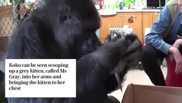 Uniknya Gorilla Pencinta Anak Kucing