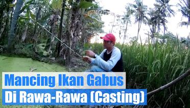 Mancing Ikan Gabus Di Rawa-Rawa ! bag. 1