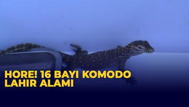 Hore! 16 Bayi Komodo Lahir Sehat dan Agresif di Bali Safari