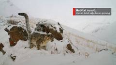 Habitat susut, macan tutul salju turun gunung
