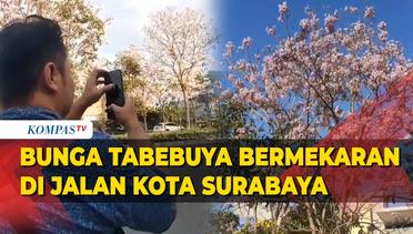 Cantiknya Bunga Tabebuya Bermekaran di Jalanan Kota Surabaya