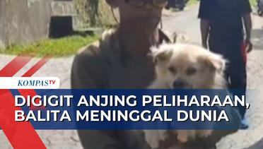 Digigit Anjing Peliharaan yang Rabies, Balita di Buleleng Bali Meninggal Dunia