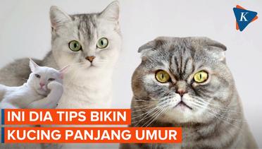 Simak! Tips untuk Membuat Kucing Tumbuh Sehat dan Panjang Umur