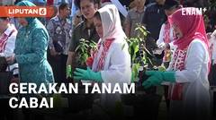 Ibu Negara Iriana Joko Widodo Membuka Gerakan Tanam Cabai Serentak Se-Indonesia