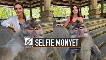 Di Balik Layar Foto Selfie Monyet dan Manusia