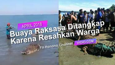 Detik-detik Buaya Raksasa di Palu Ditangkap Karena Sering Berkeliaran di Area Pantai Desa Towale, Donggala