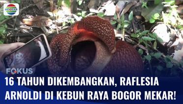 Rafflesia Arnoldi di Kebun Raya Bogor Mekar Perdana Setelah 16 Tahun Dikembangkan! | Fokus