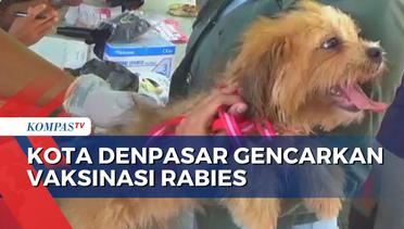 Temuan 2 Kasus Anjing Rabies, Vaksinasi Digencarkan di Denpasar Bali