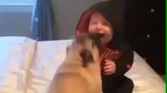 Video Lucu Anak Kecil Bercanda sama Anjing