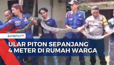 Detik-Detik Petugas Damkar Tangkap Ular Piton Sepanjang 4 Meter di Rumah Warga!