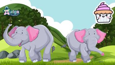 Siklus Hidup Gajah - Elephant Life Cycle
