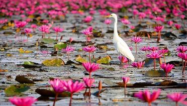My Amazing Red Lotus Sea, Nong Han Lake Udon Thani. (North East Thailand)