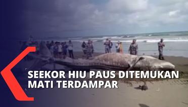 Seekor Hiu Paus Sepanjang 4 Meter Ditemukan Mati Terdampar di Pantai Kemiren